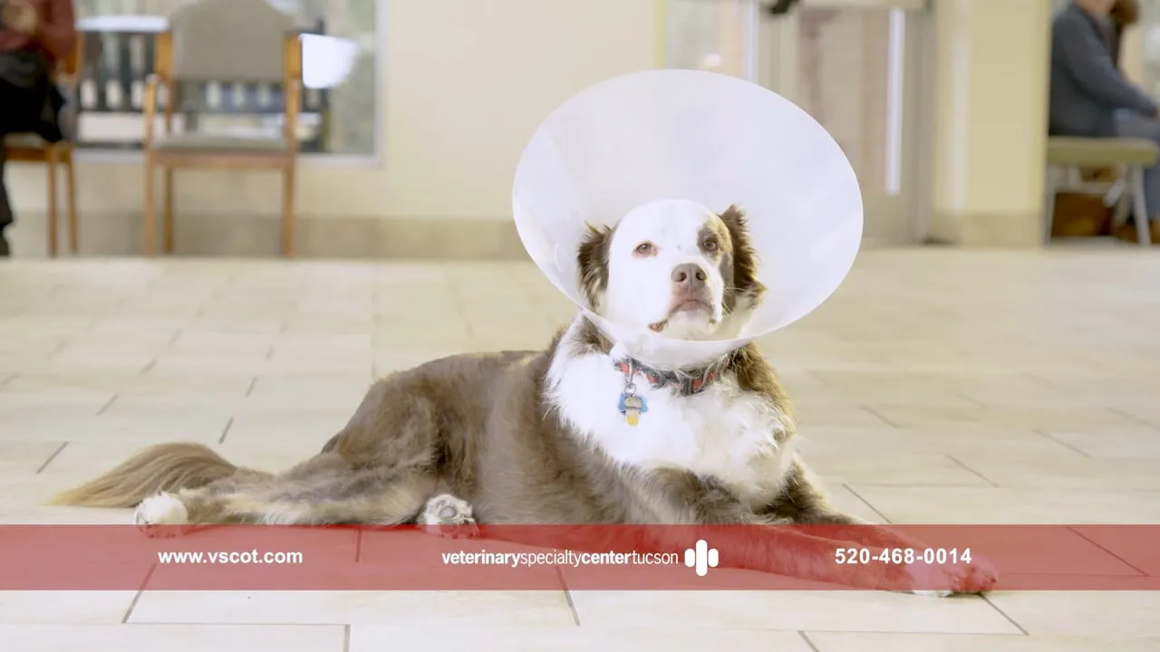 Cone of Shame